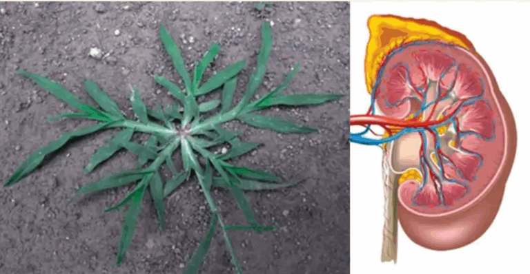 Ελευσίνη η ινδική (Eleusine indica): Ένας φυσικός σύμμαχος για την υγεία των νεφρών